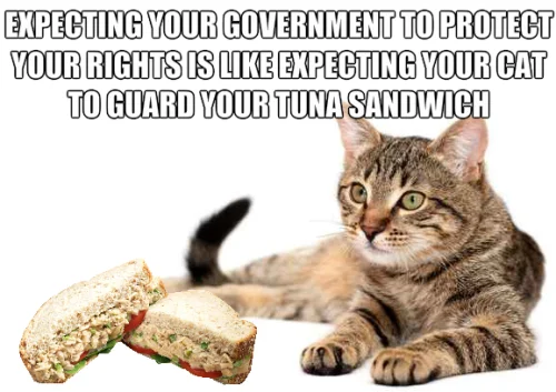 cat.webp