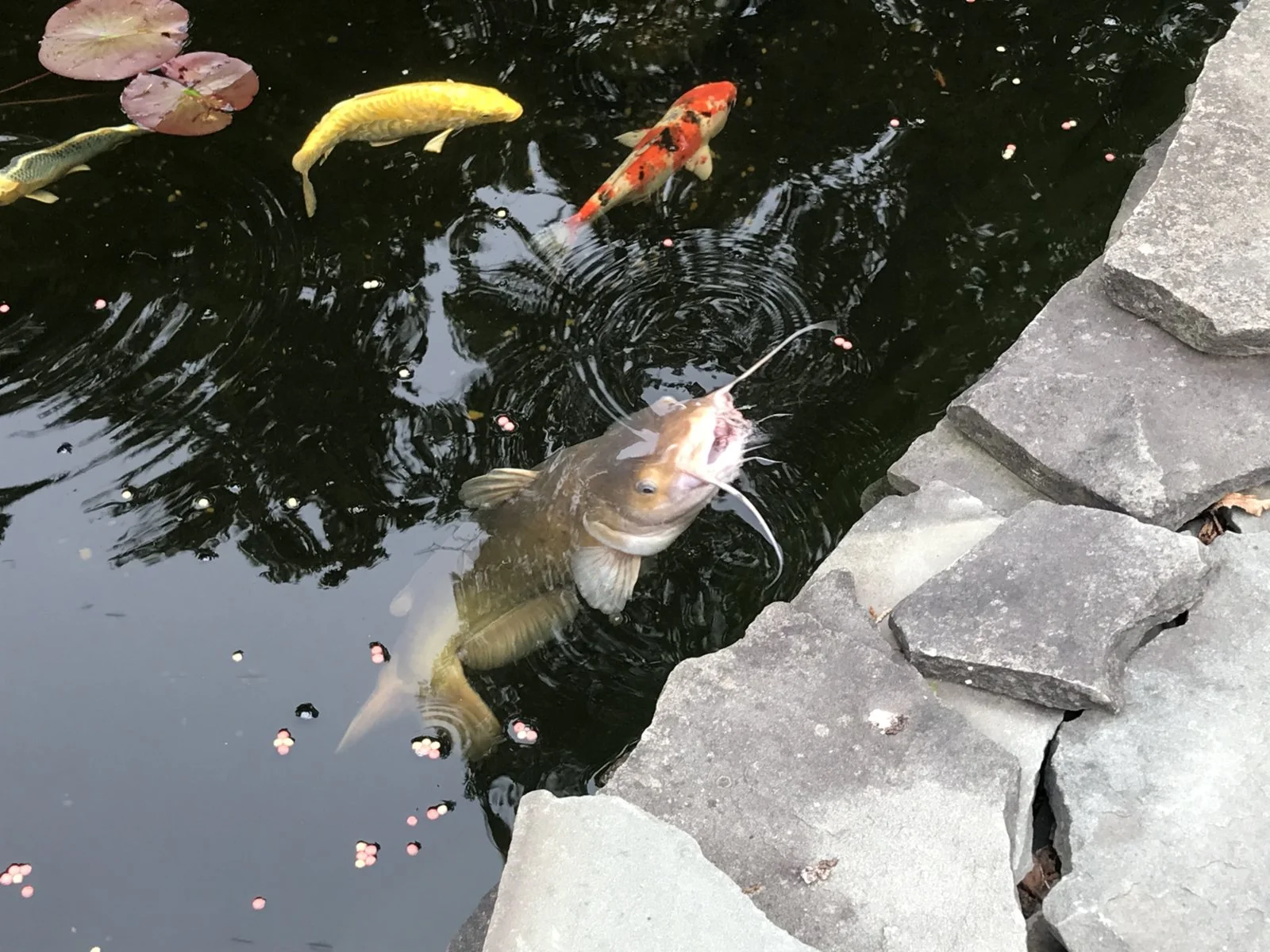 catfish1.webp
