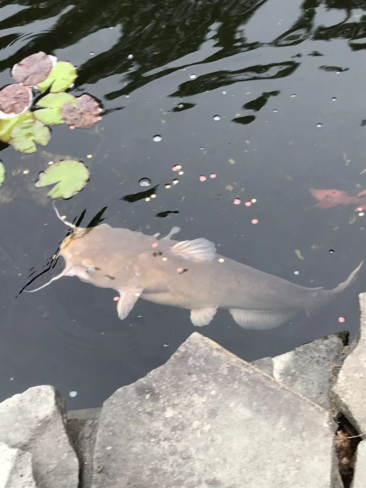 catfish2.webp