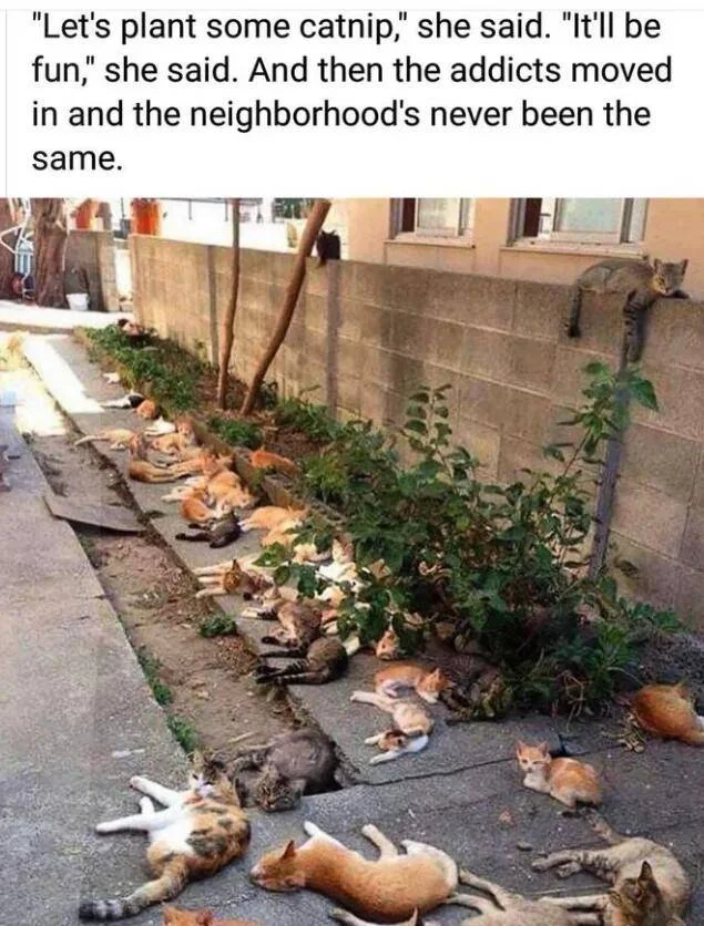 Catnip.webp