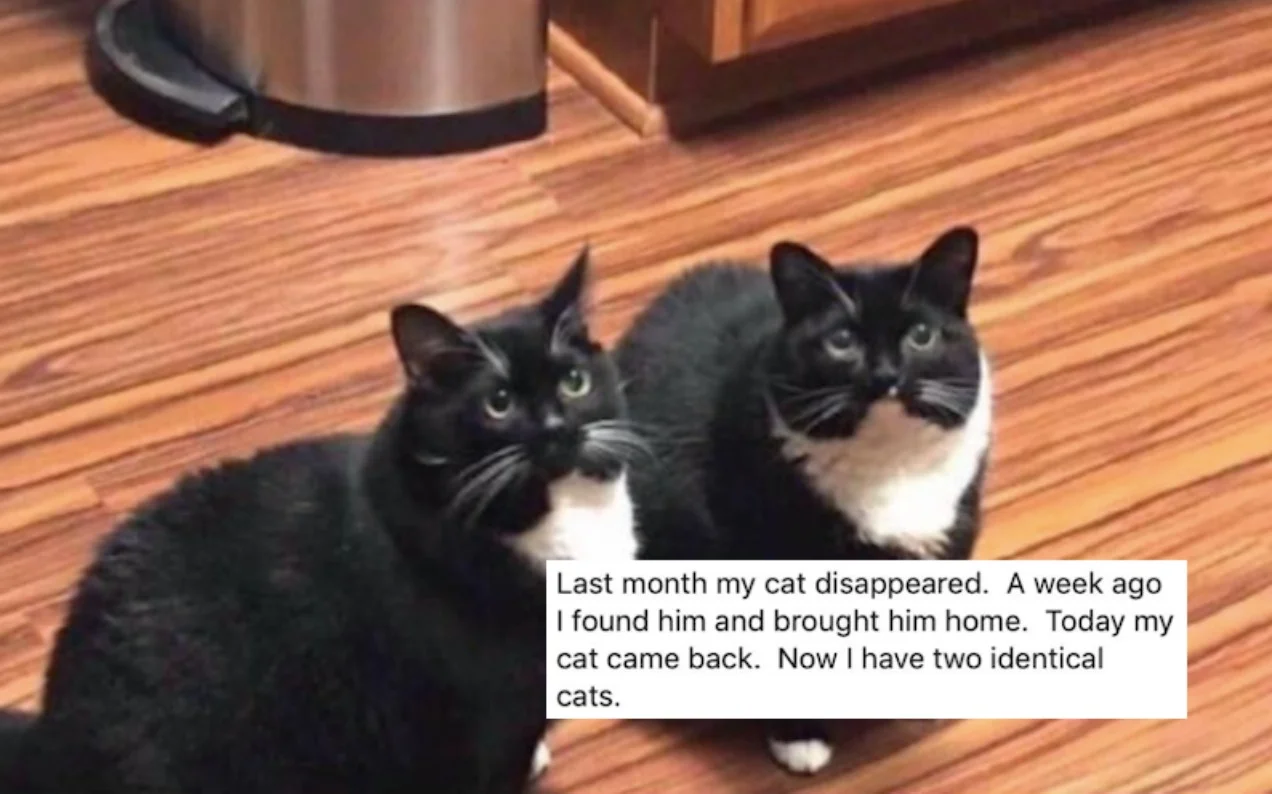 cats-lead.webp