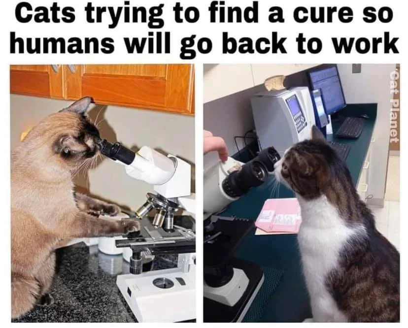 cats.webp