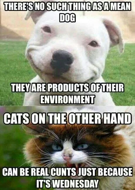 cats.webp