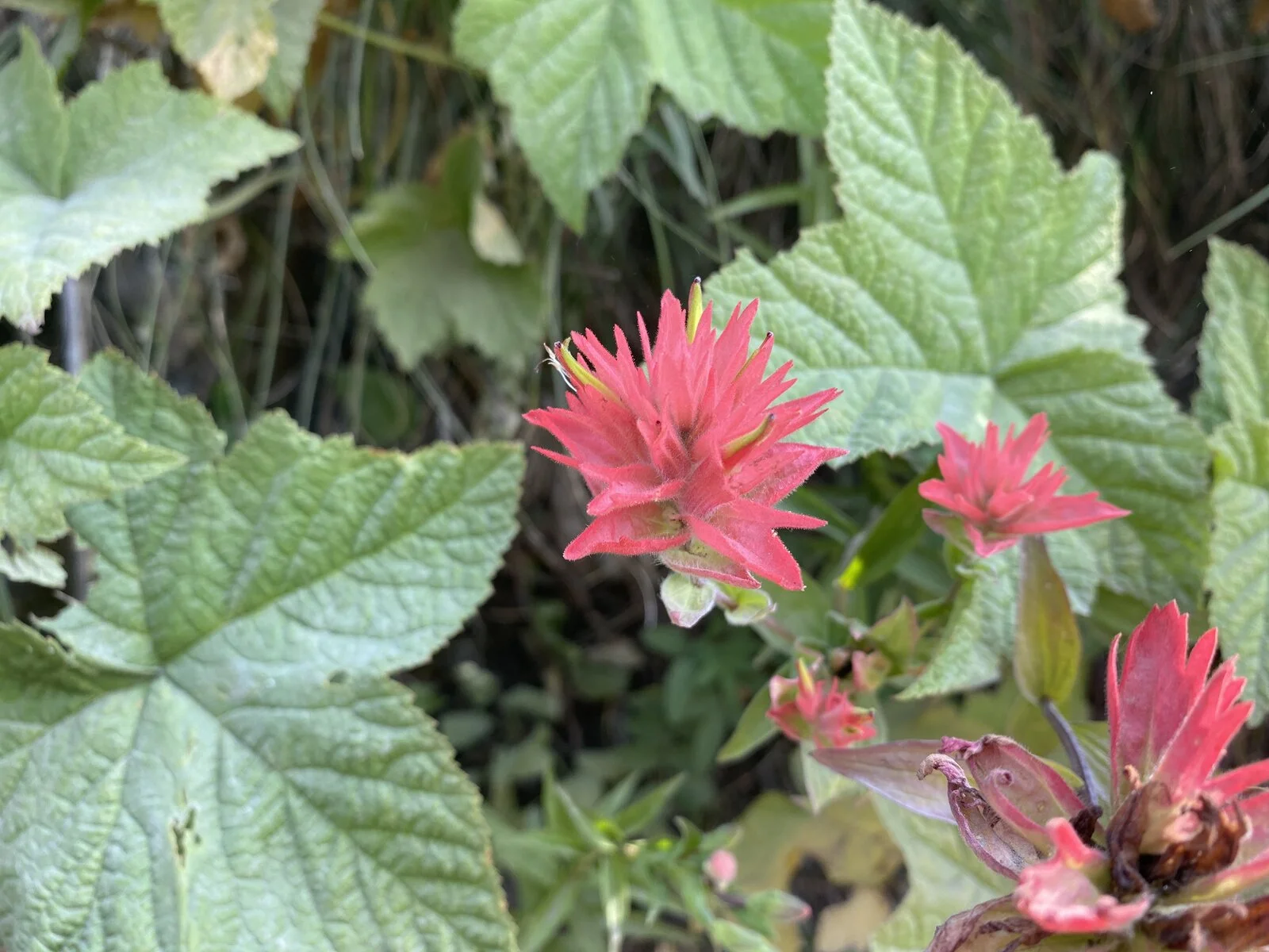 CF164876-E89F-4AE1-8E42-5FE75FC55AEA.webp