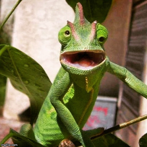 Chameleon crazy eyes.jpg