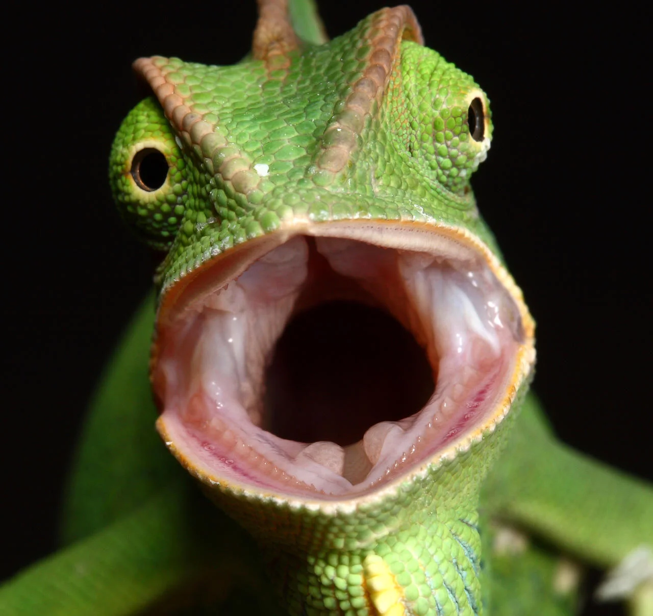 Chameleon mouth.webp
