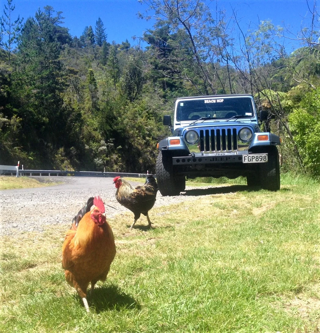 chicken1.webp