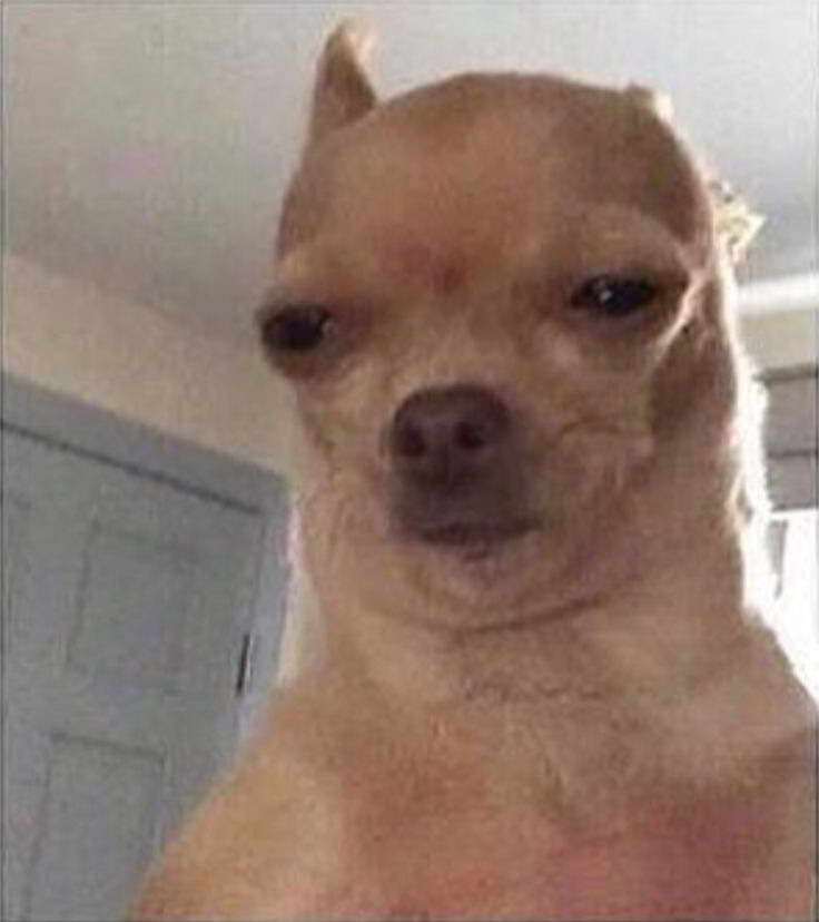 chihuahua-meme-face.jpg