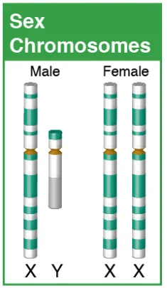 Chromosomes.png