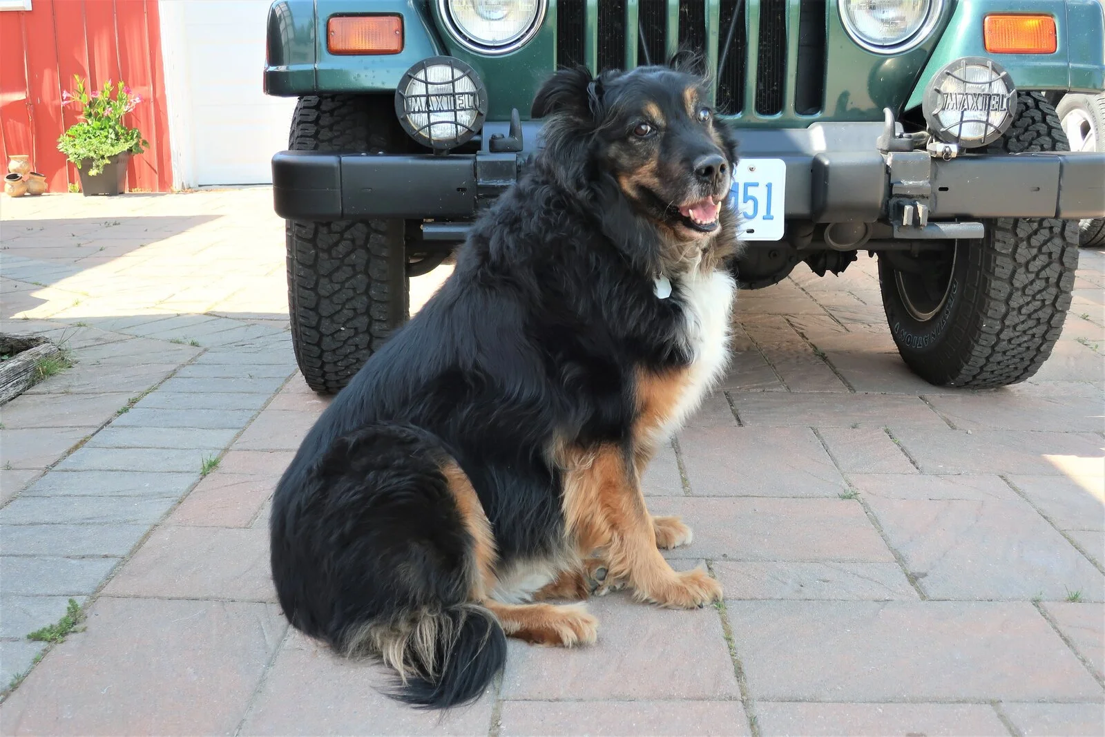 Clancy with Jeep 2021-06-01.webp