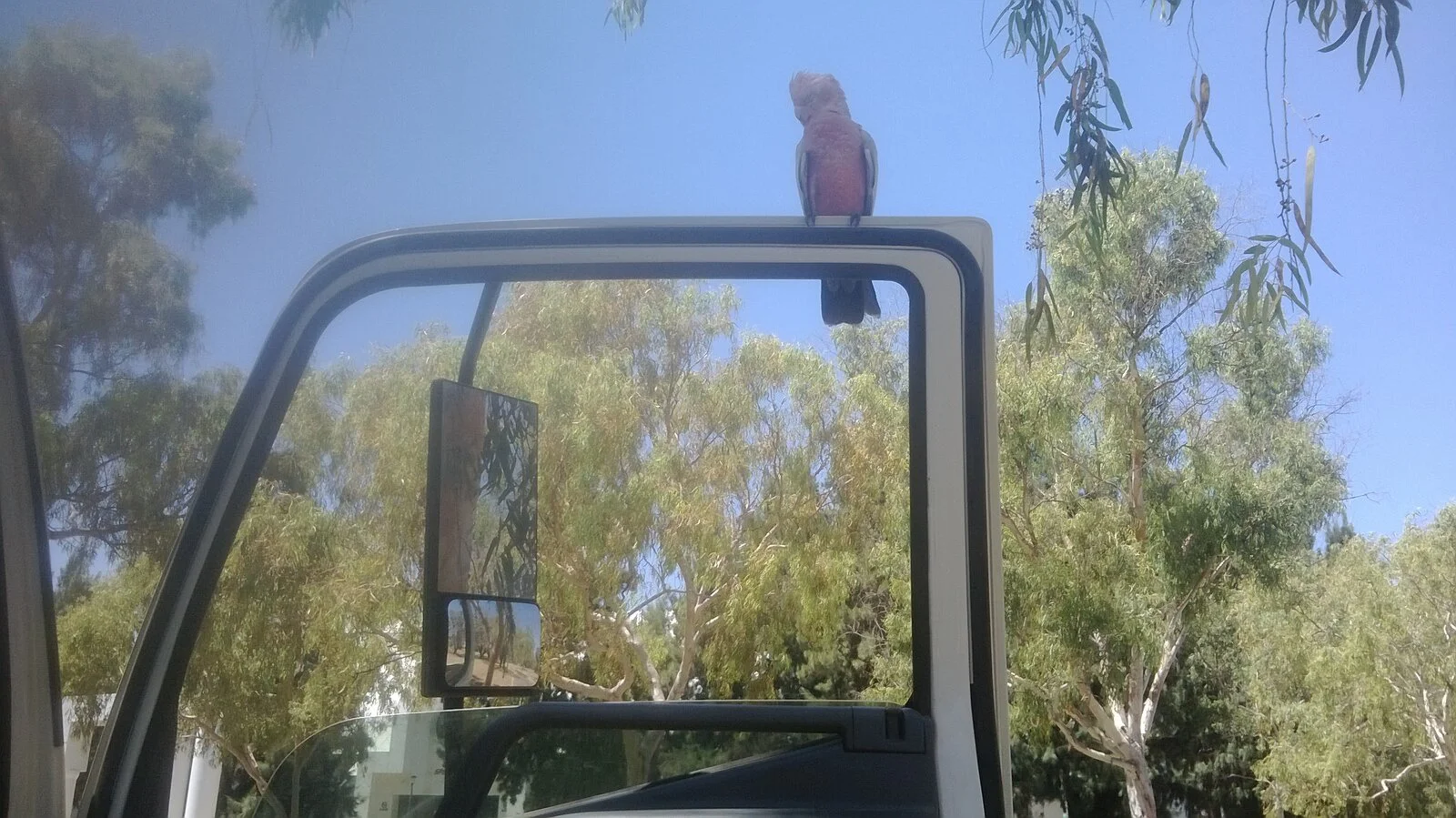 cocky.webp