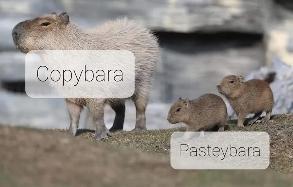 copybara-3497068.webp
