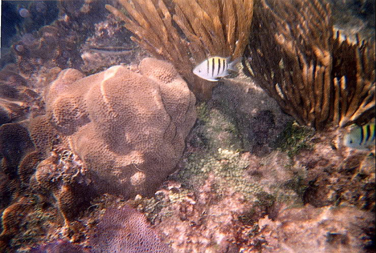 CoralFishPhoto (1).jpg