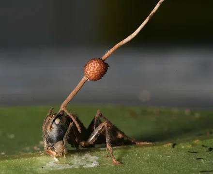 Cordyceps_on_ant.webp