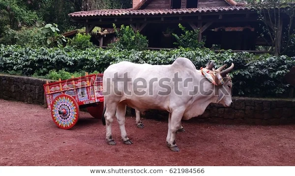 costa-rican-bullock-cart-pulled-600w-621984566.jpg