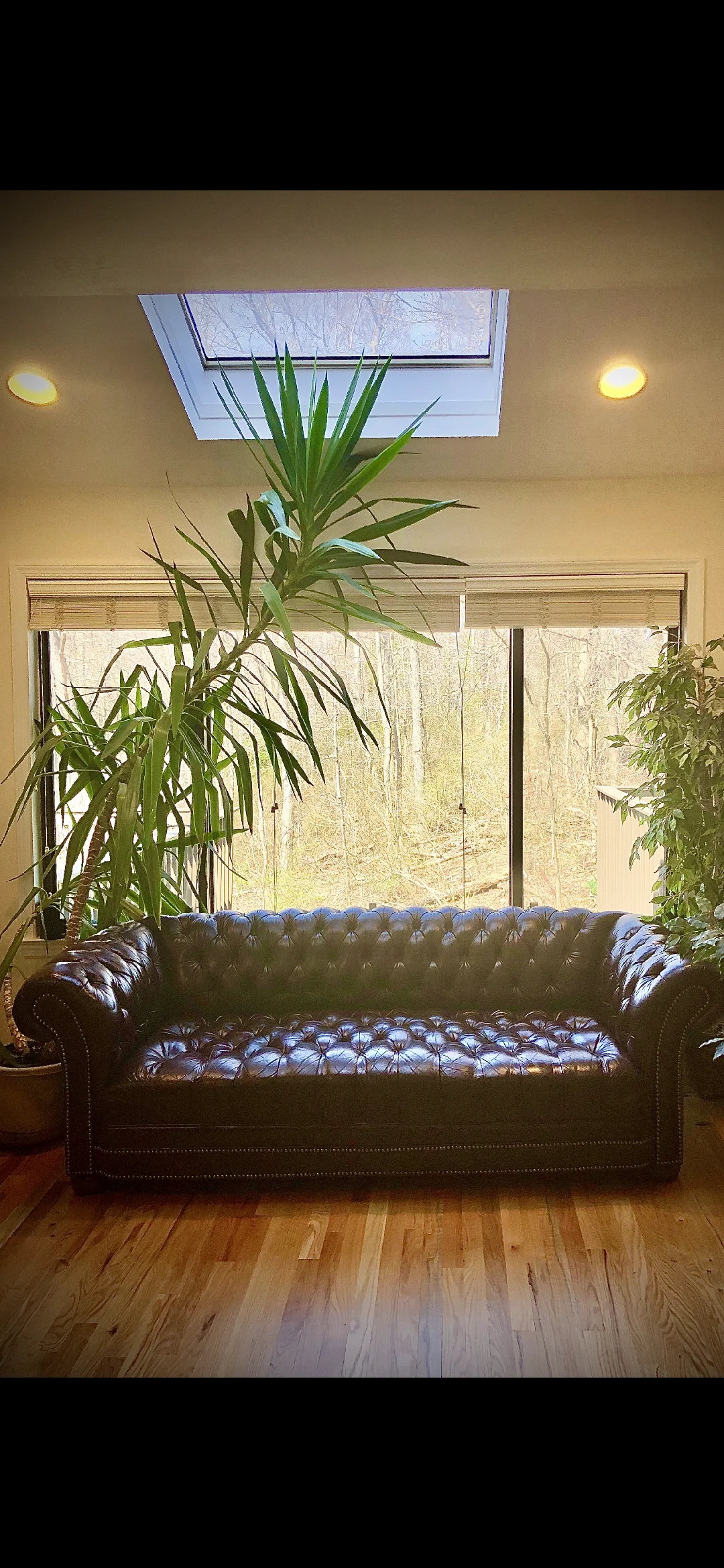 couch111.png
