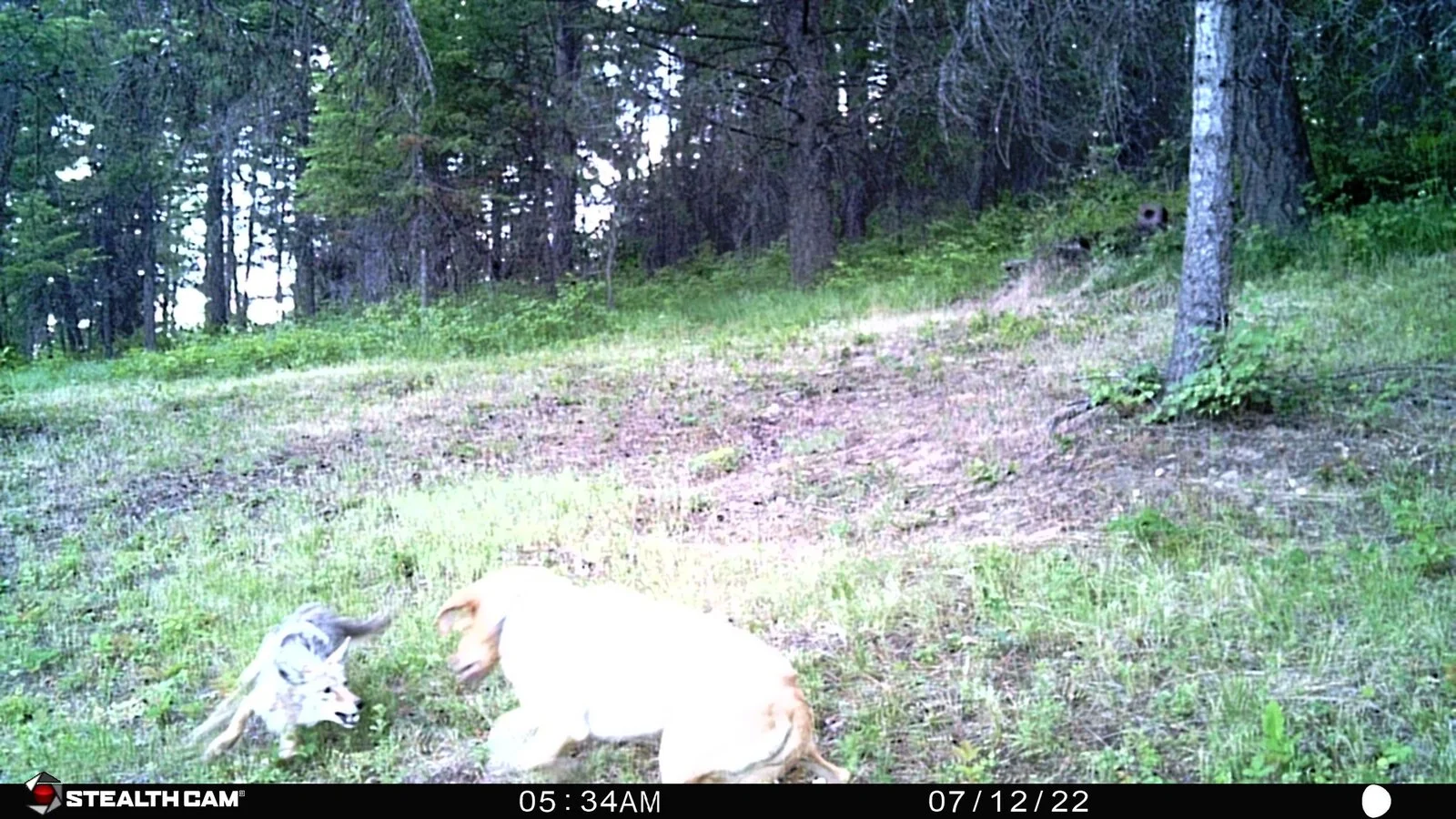 Coyote 7-12-2022.webp