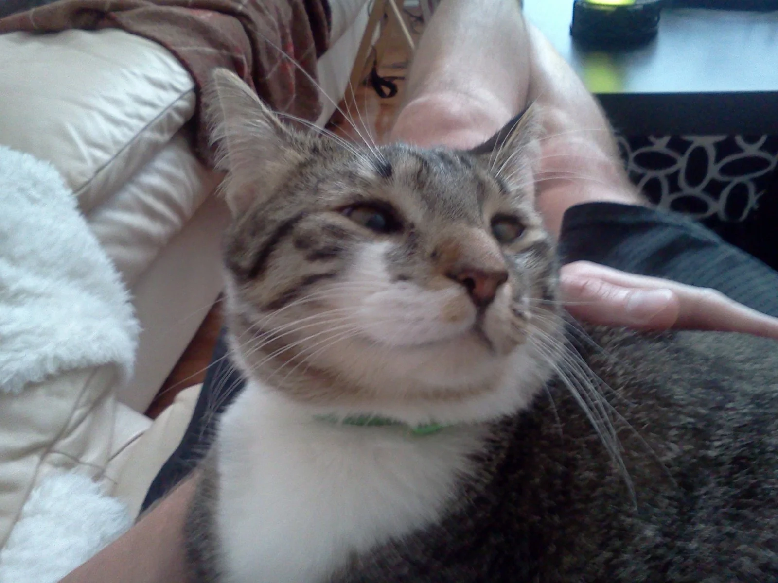 Crazy lap love.webp