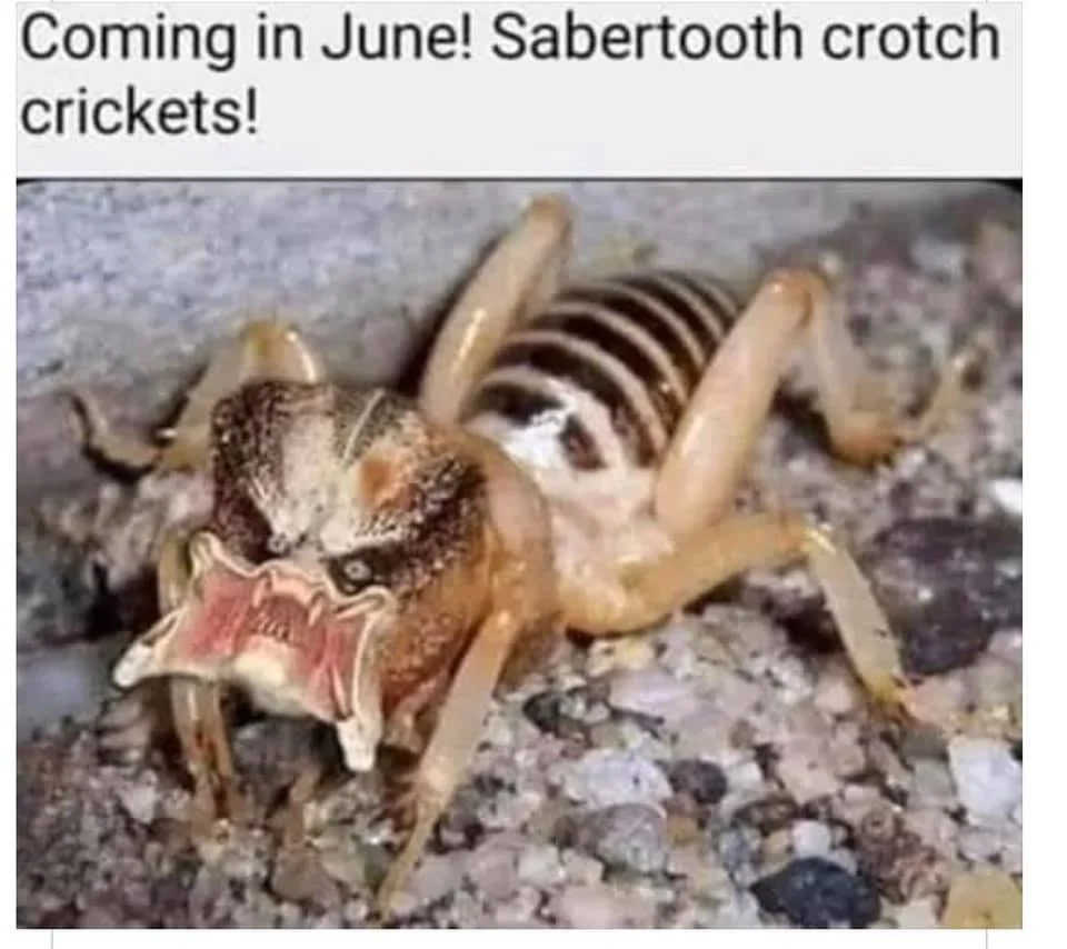 crickets.webp