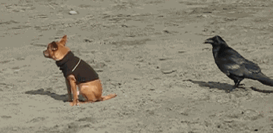 crow.gif