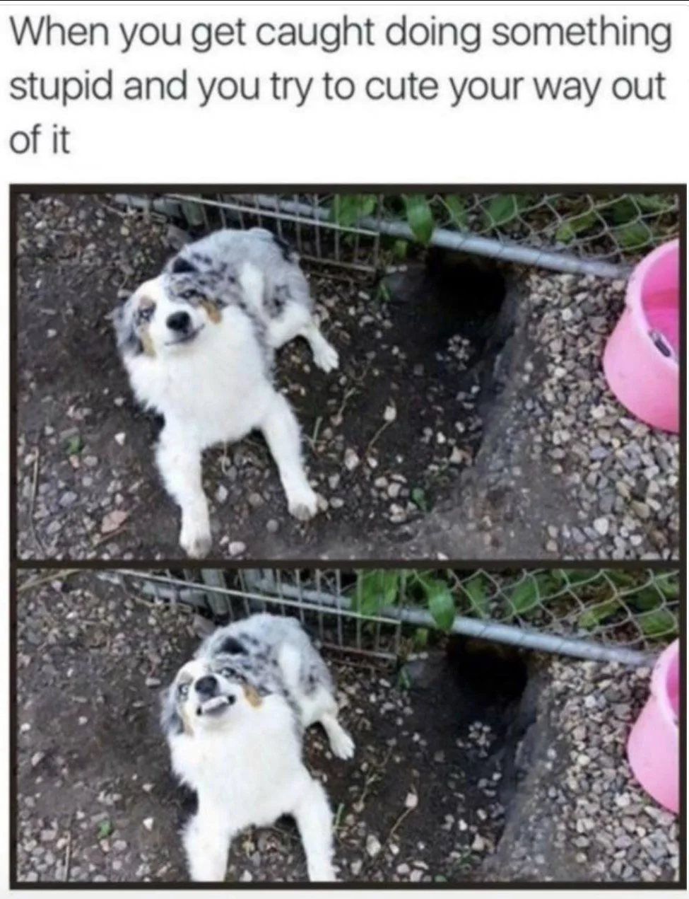Cute Dog.webp