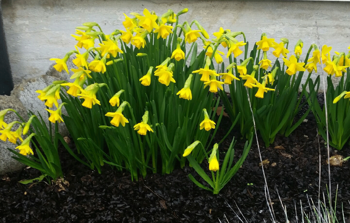 Daffodils.gif