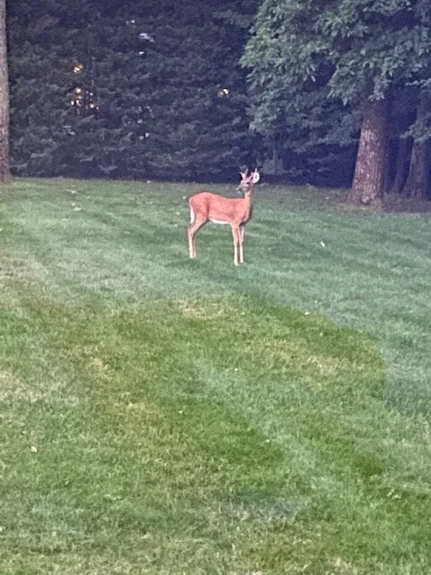 deer.jpg