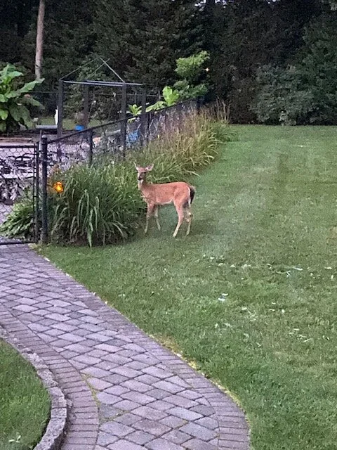 deer1.jpg