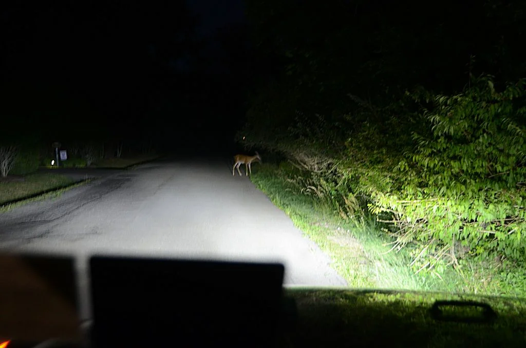 DeerInTheHeadlights.webp