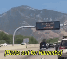 dicks-out-for-harambe-never-forget.gif