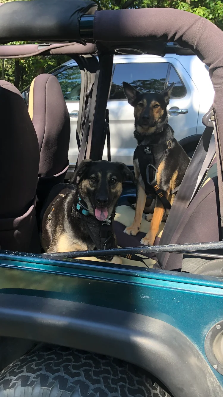 dingos.webp