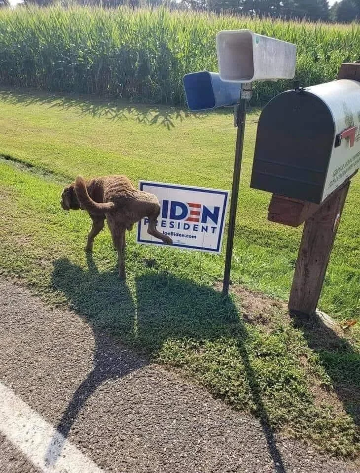 dog-biden-sgn-2.webp