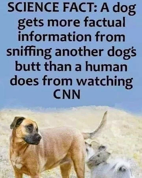 dog & CNN - t.png