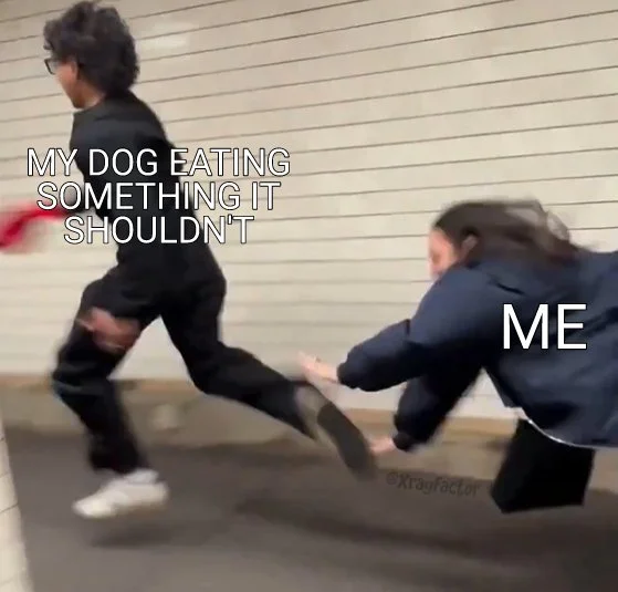 Dog Eating.webp