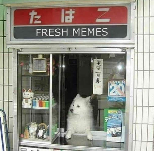 dog-fresh-memes-sign-stand.jpg