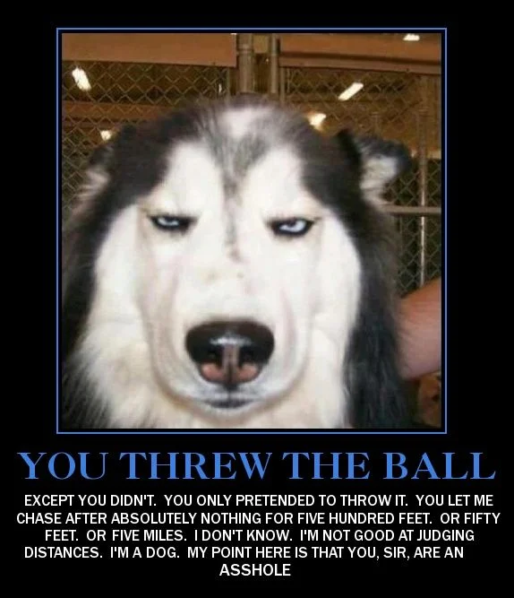 dog-throw-ball.webp
