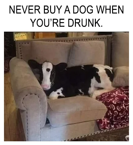 dog_drunk.webp