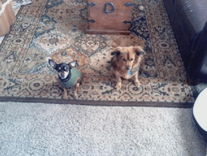 Doggies.webp