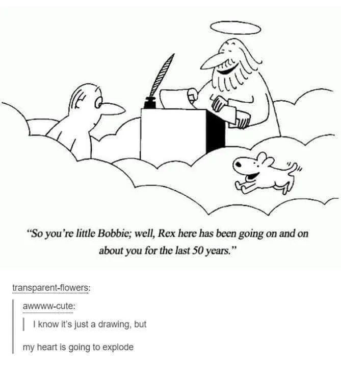 DogMeme.webp