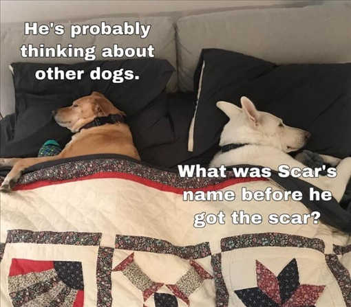 dogs-bed-thinking-about-other-name-before-scar.jpg