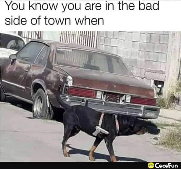 Dogs don't need permits - t.webp