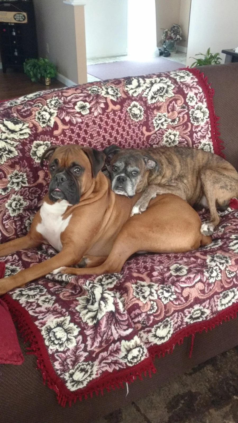 Dogs.webp