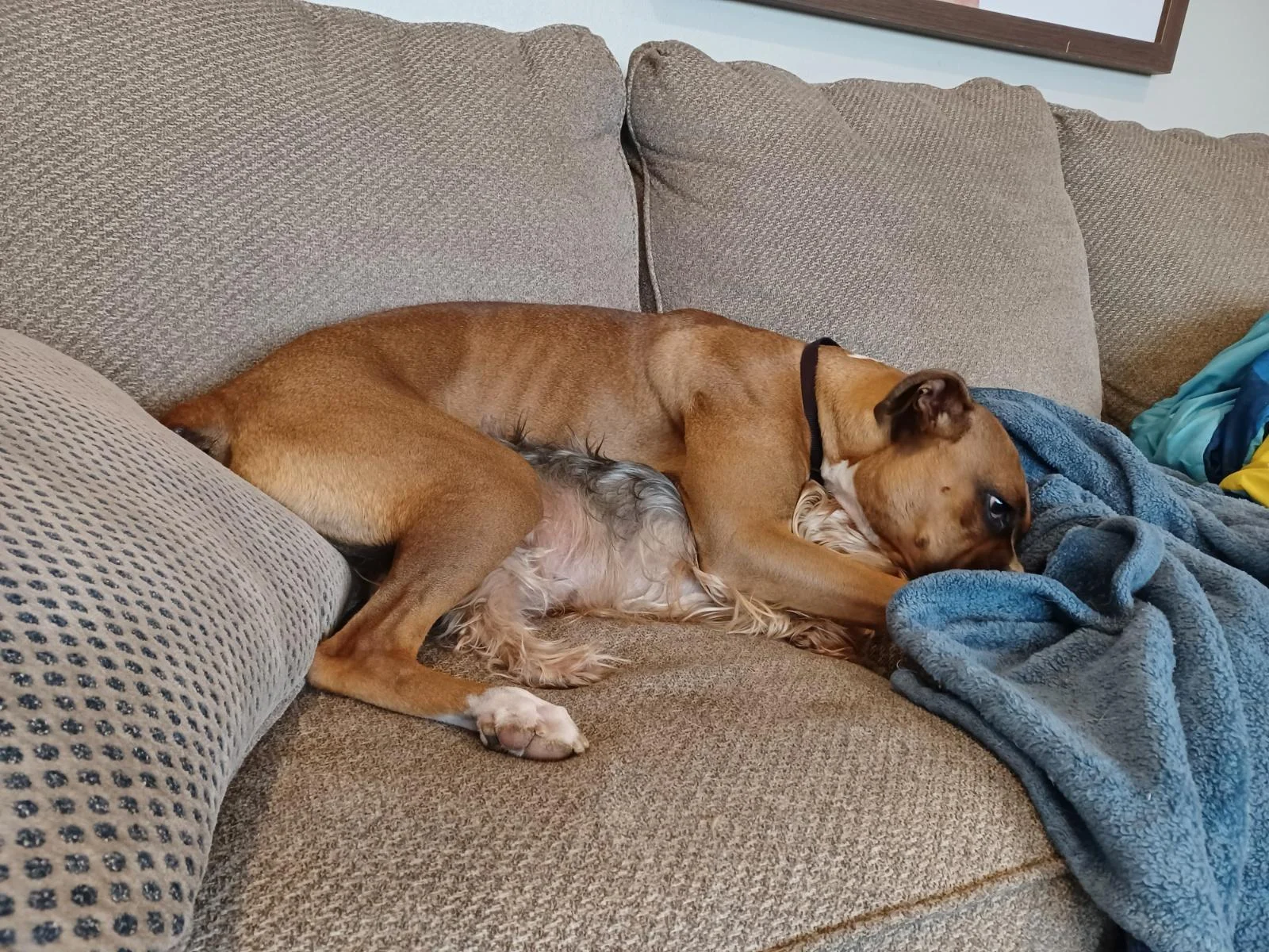 dogs-WY.webp