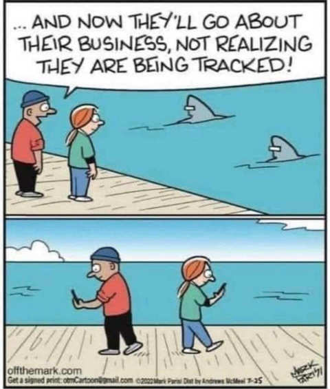 dolphins-tracked-go-about-business-people-phones.jpg
