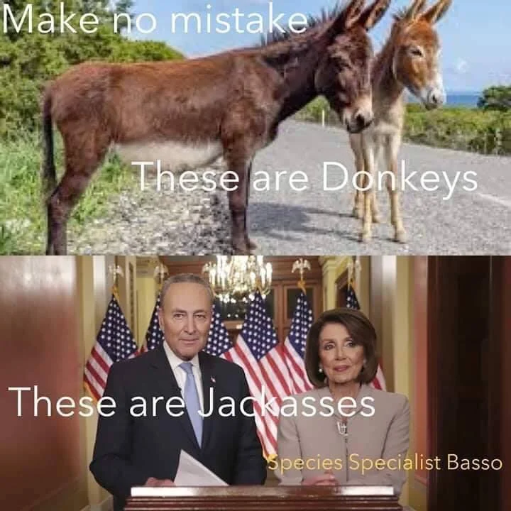 donkeys.webp