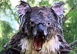 Drop bear.webp