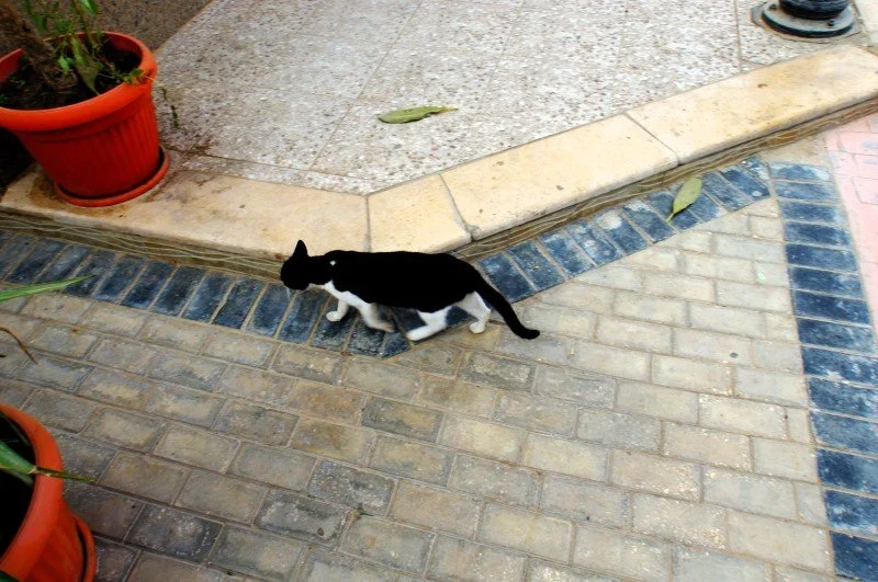 DSC01281.webp