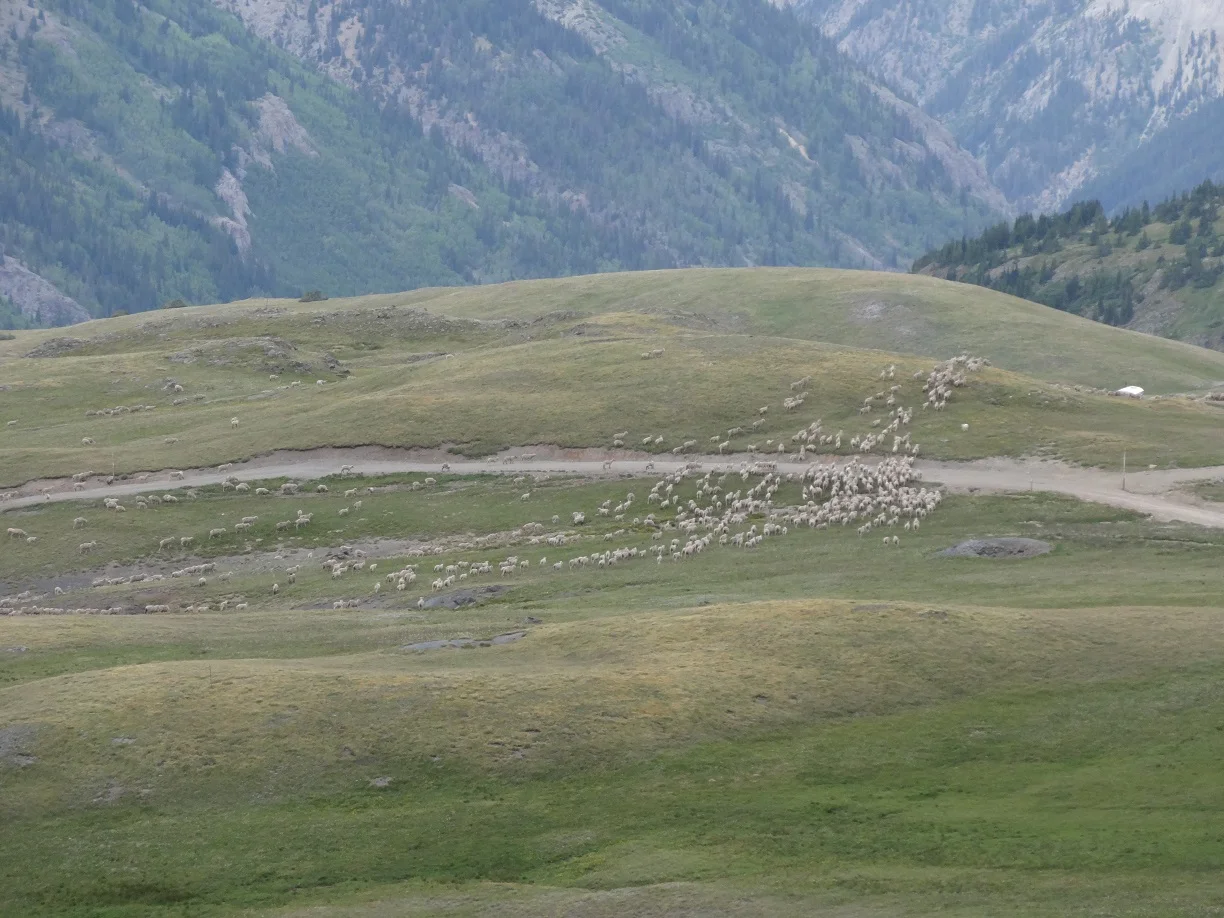 DSC05841 Sheep.webp