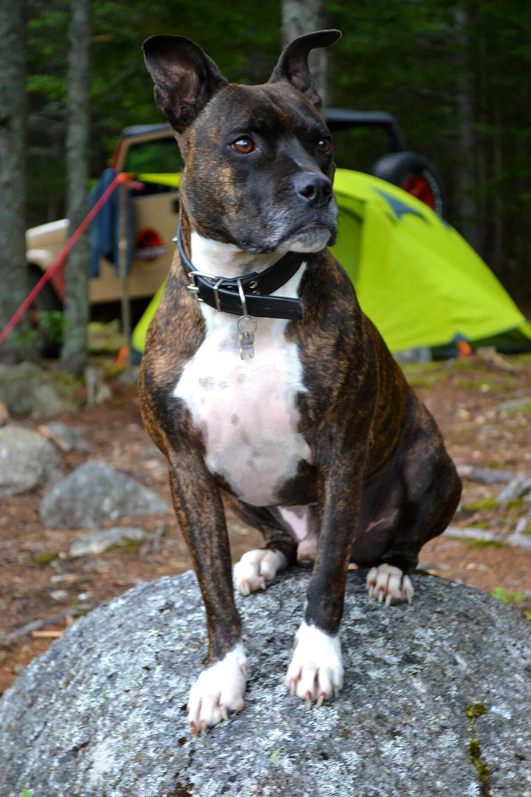 DSC_0954.jpg