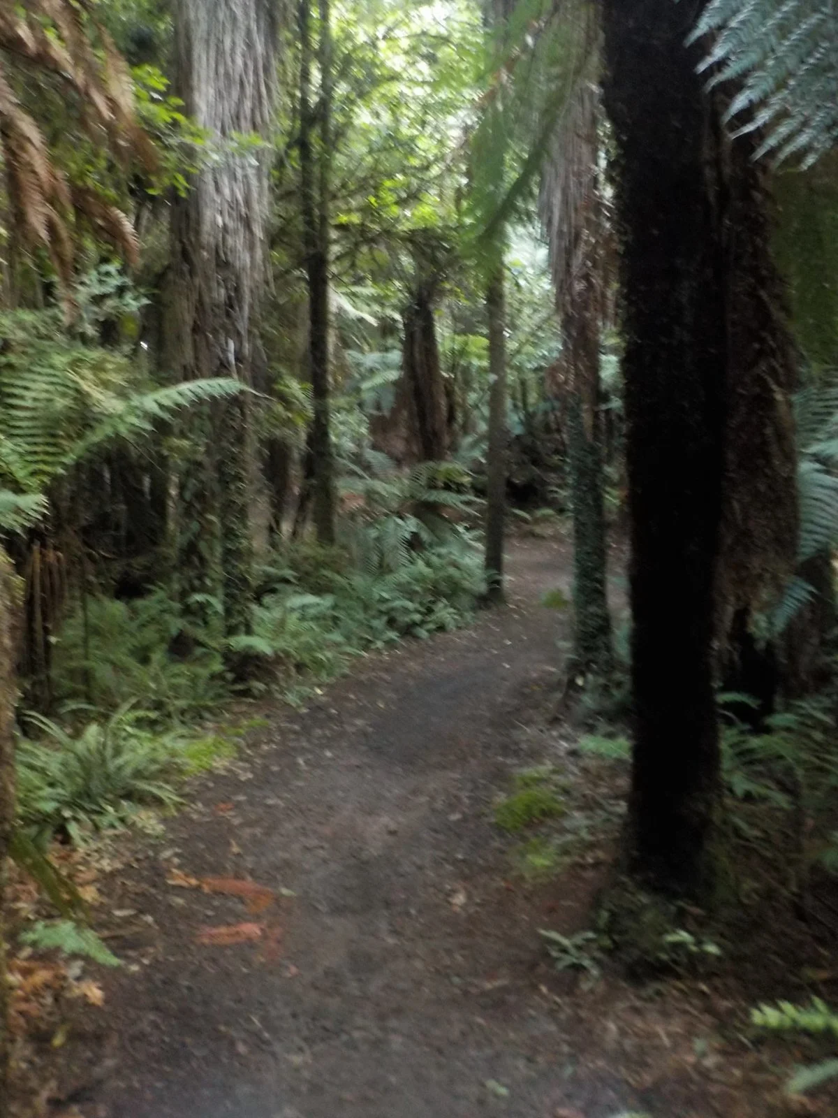 DSCN0950.webp